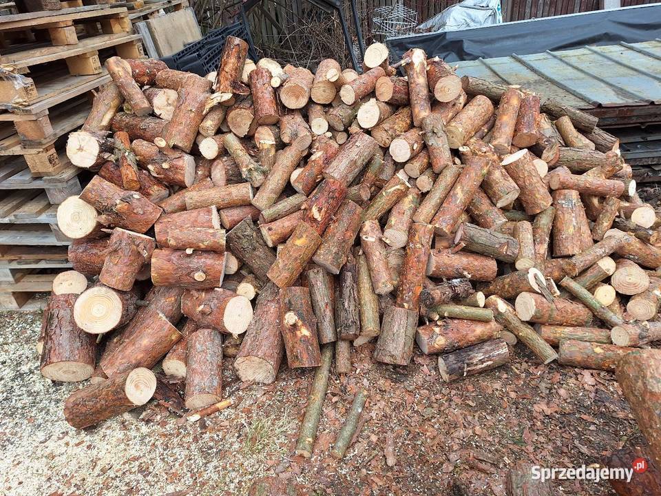 Sosna opał Nowodworce