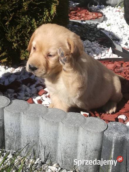 Golden Retriever śliczne szczeniaki Champion