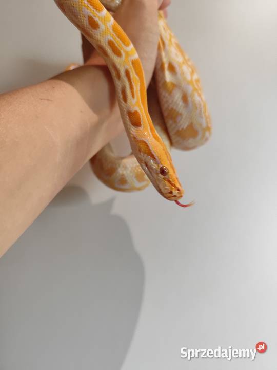 Python Bivittatus Pruszków sprzedam