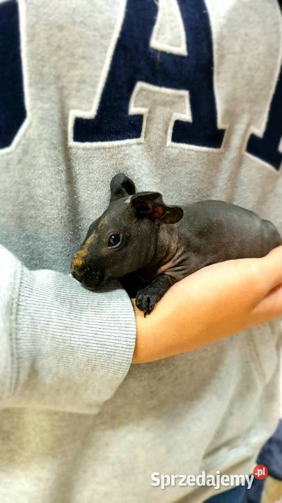 Świnka morska skinny samiczka z akcesoriami Koszalin