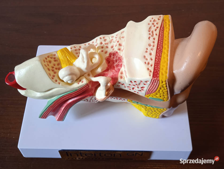 Medycyna model budowy ucha ludzkiego 3częściowy Pozostałe Poznań