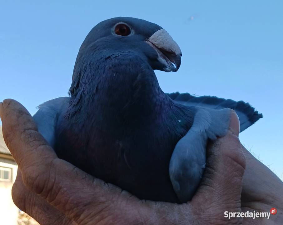 gołąb garbonos mazowieckie Zaręby Kościelne
