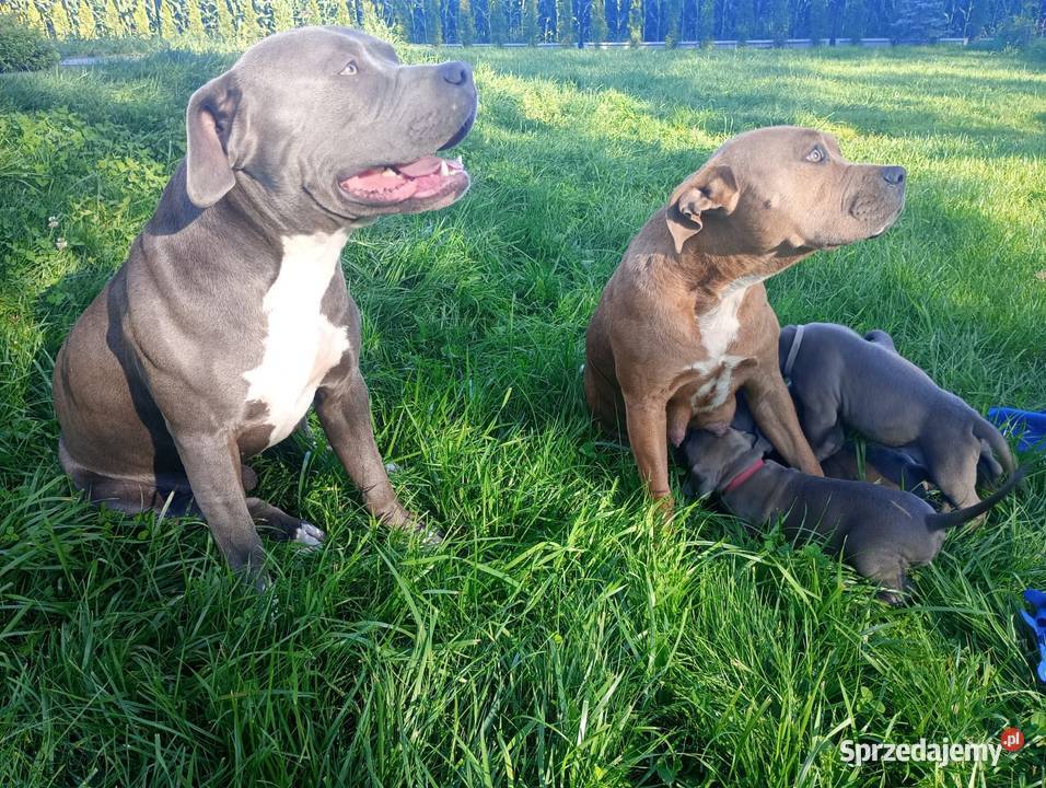 Amstaff SUCZKA American staffordshire terrier Zamek Bierzgłowski