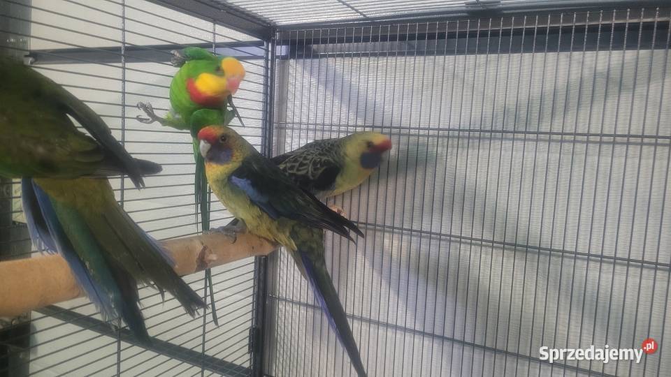 Papugi rozelle kaledońskie Wieliczka sprzedam