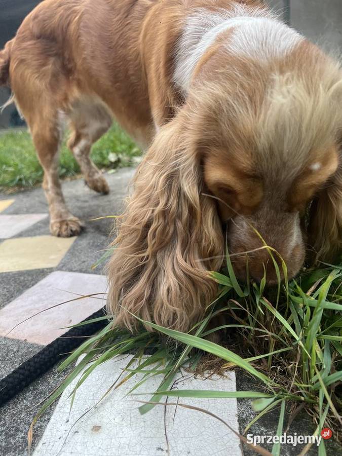 Sunia Cockier spaniel angielski