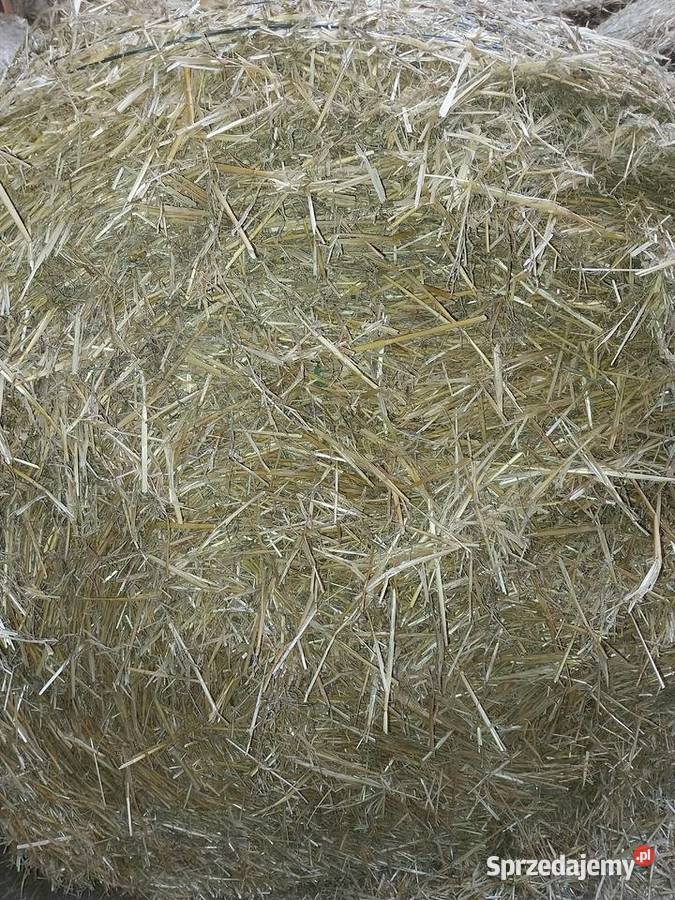 Sprzedam słomę przenną Waśniów sprzedam