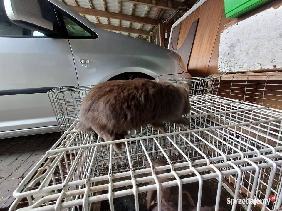 Kalifornia barany króliki Rawa Mazowiecka