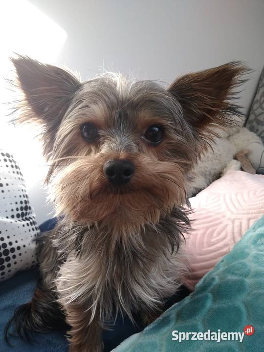 Złoty numer platynowy Tarnów