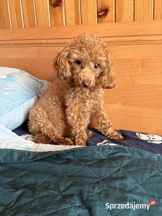 Pudel toy Częstochowa