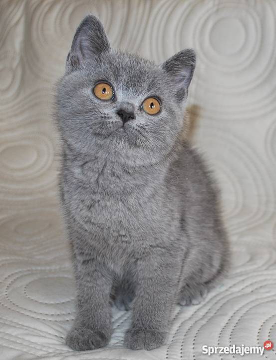 kocięta brytyjskie z rodowodem WCF Lublin