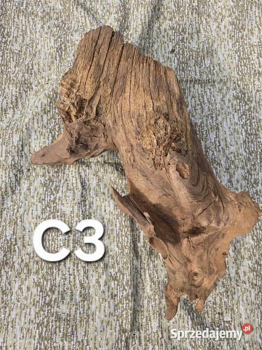 Korzeń ozdobny Trzciel