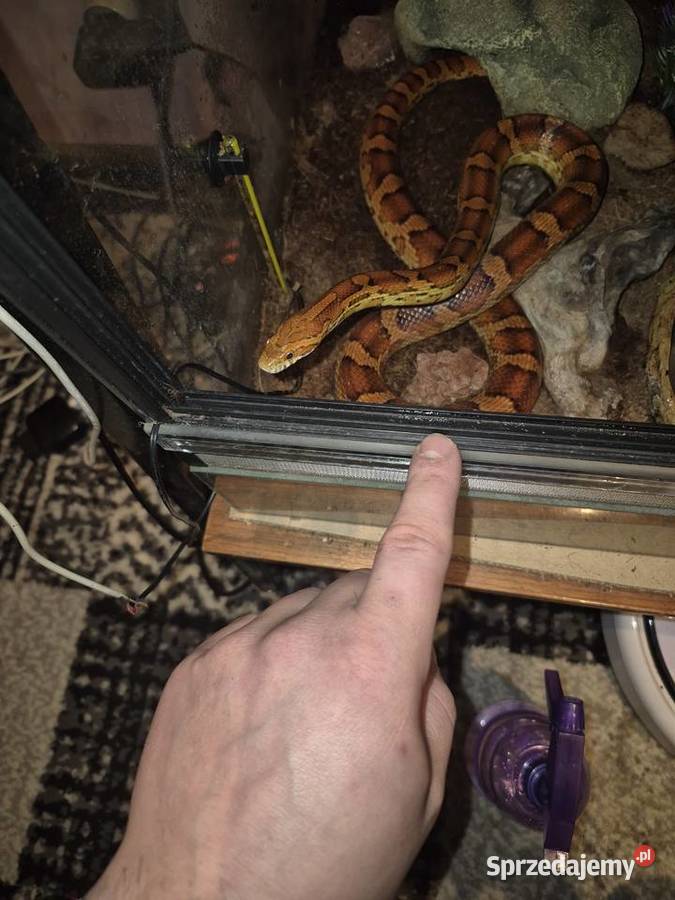 Wąż zbożowy z terrarium plus mata grzewcza