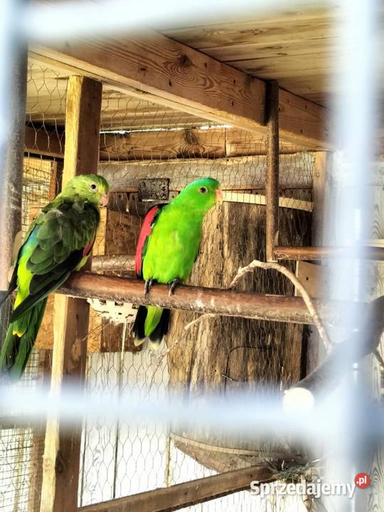 Likwidacja hodowli wielkopolskie Uciechów sprzedam