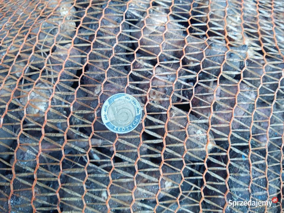 Topinambur słonecznik bulwiasty