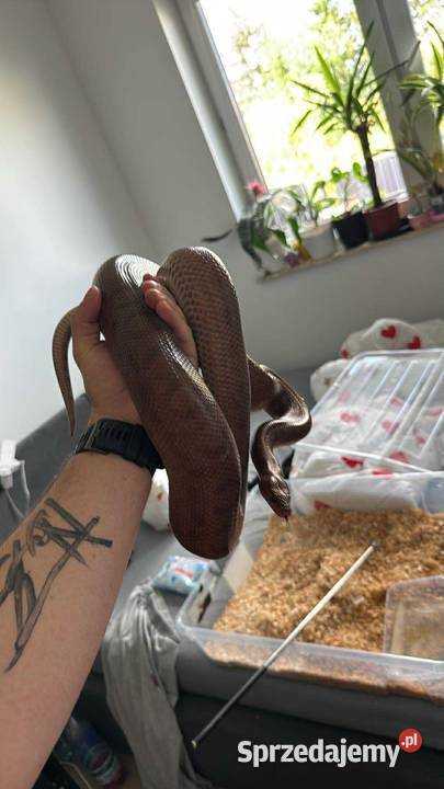 Boa tęczowy samica dorosła wąż Międzyrzec Podlaski sprzedam