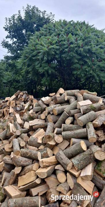 Sprzedam drzewo lubuskie Sulęcin sprzedam