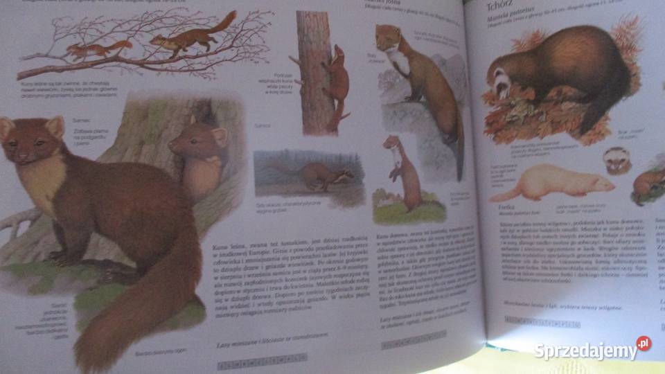 Szata roślinna Polski Szafer roślinnośćprzyroda