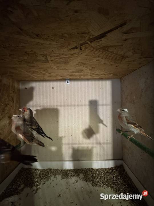 Bastardy szczygle czyżyku konopie r Cianowice