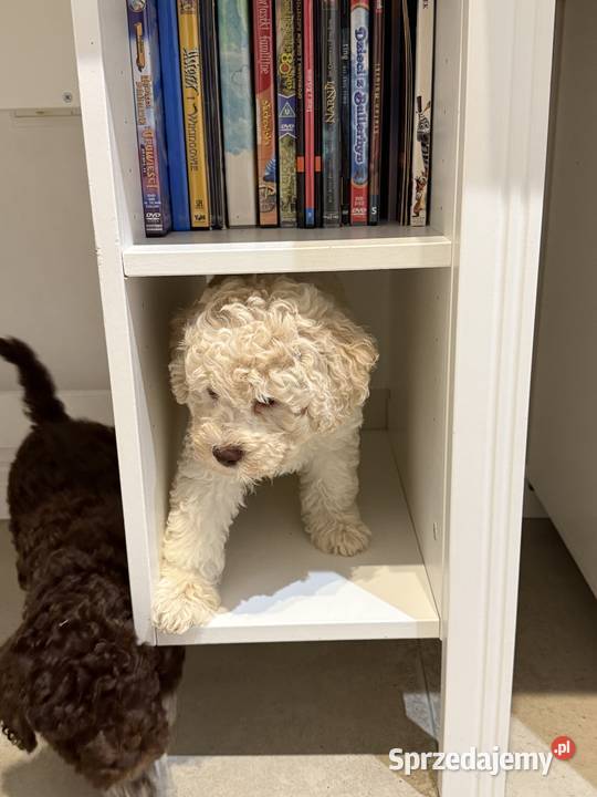 Lagotto Romagnolo pies na trufle DOGOTERAPIA Szczecin sprzedam