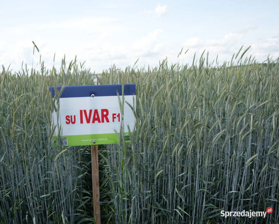Materiał siewny żyto Hybrydowe SU Ivar z Top Zboża wielkopolskie Pleszew sprzedam