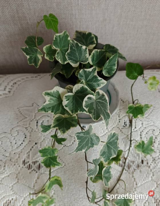 Roślina domowa bluszcz Hedera Helix Łódź sprzedam