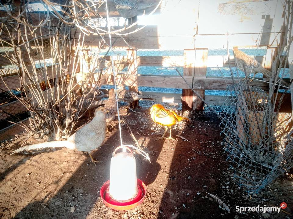 Jaja lęgowe barzantów bananowych