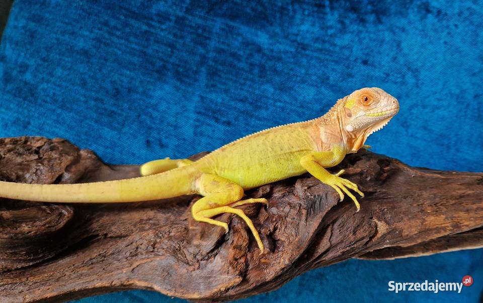 Legwan zielony iguana iguana red albino x albino Gady i płazy Jelenia Góra