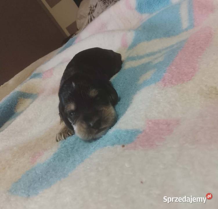 Cocker Spaniel Angielski Suczka Jutrosin