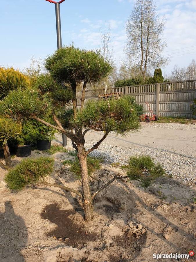 BONSAI z Sosny Czarnej HIT Rydzyny sprzedam