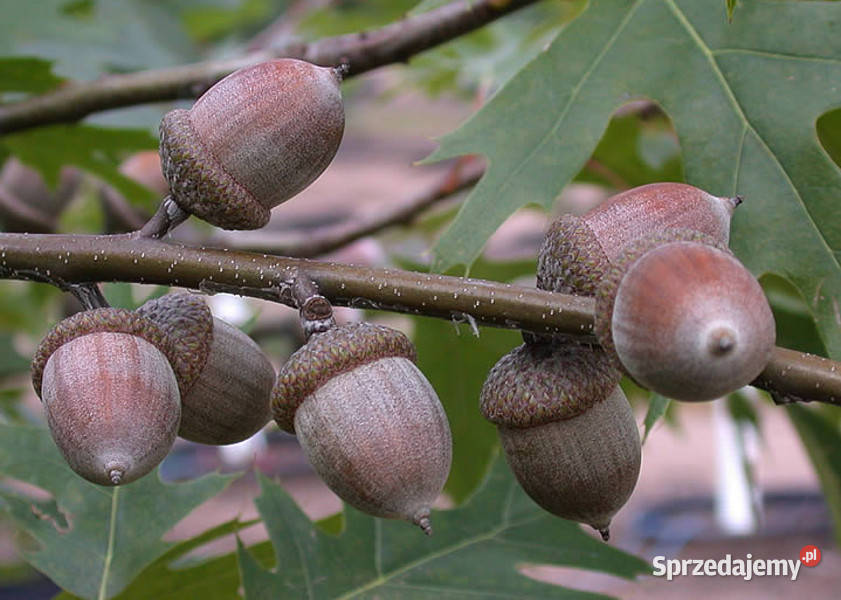 DĄB CZERWONY Quercus rubra sadzonki w doniczkach Ustronie