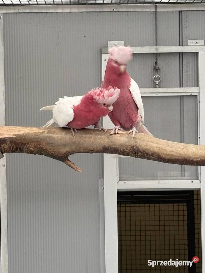 Kakadu Różowa Lutino para 2221 Kłaj sprzedam