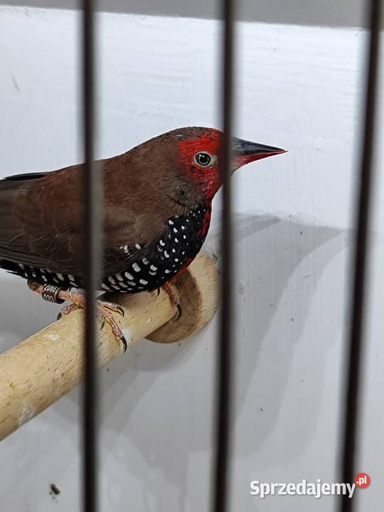 Astryld Malowany Ptaki Myślenice sprzedam