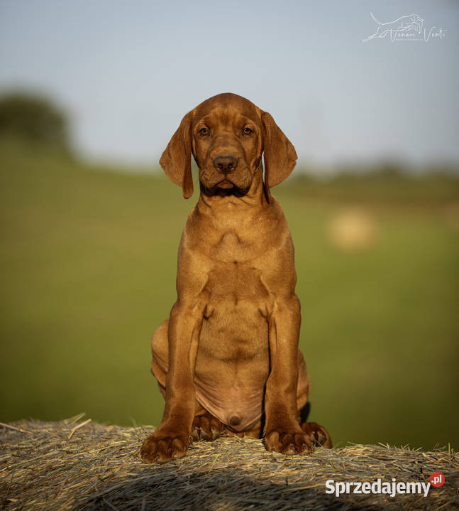 Wyżeł węgierski szczeniak FCI Warszawa sprzedam