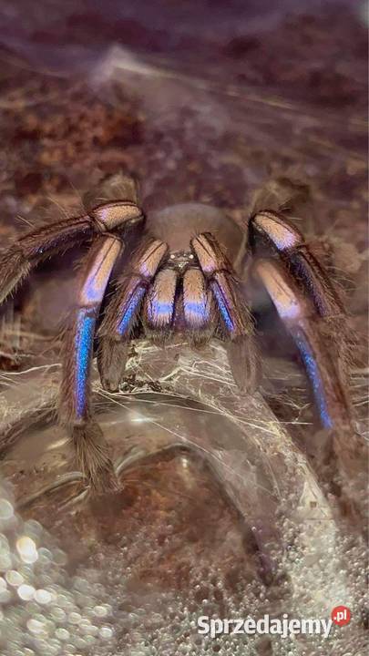 Chilobrachys Natanicharum ex sp Electric Blue Wiśniowa sprzedam
