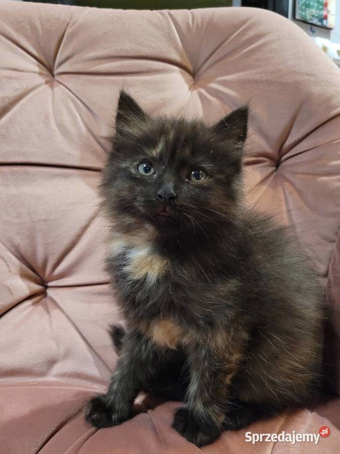 Maine Coon Zwierzęta Drygulec