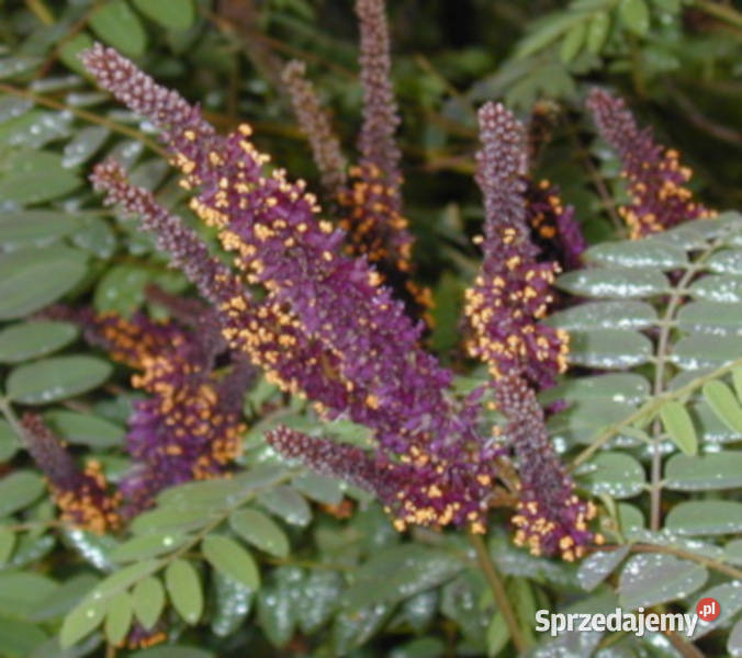 AMORFA KRZEWIASTA Amorpha fruticosa NASIONA 1000 Nasiona Lubanie sprzedam