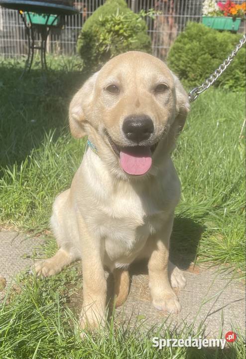 Labrador szczeniak Labrador Bielsko-Biała
