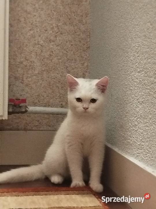 Śliczna kotka brytyjska