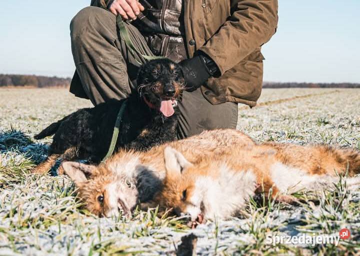 Jamnik Szorstkowłosy Standardowy ZKWP FCI Skierniewice sprzedam