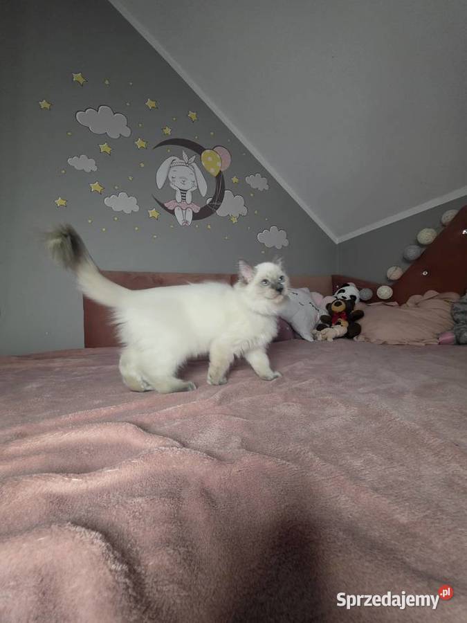 Uroczy ragdoll kocurek FPL prawdziwy rodowód wielkopolskie Uścikowo