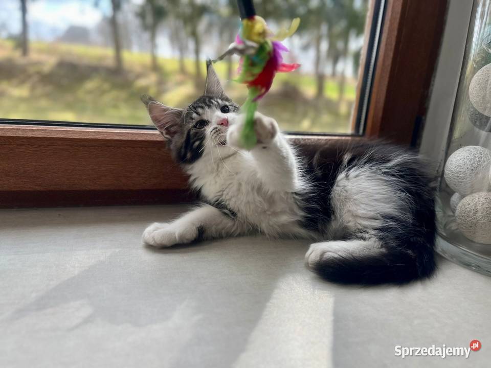 Maine Coon zachodniopomorskie Sława