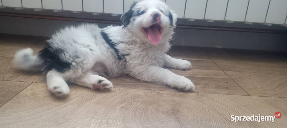 Border collie pies sprzedam
