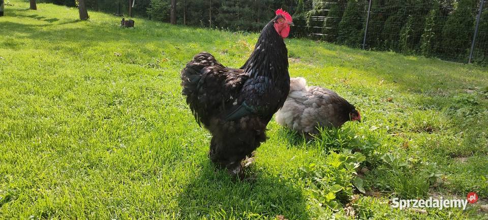 Kochin olbrzymi kogut Tokarówka