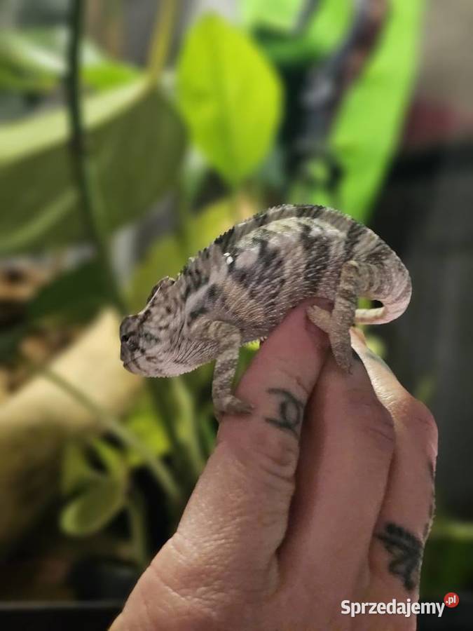 Kameleon lamparci mlode Koszalin sprzedam