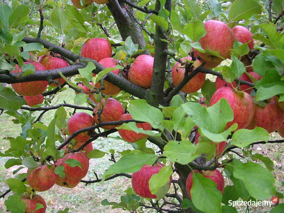 Jabłka ekologiczne Kurnos Drugi sprzedam