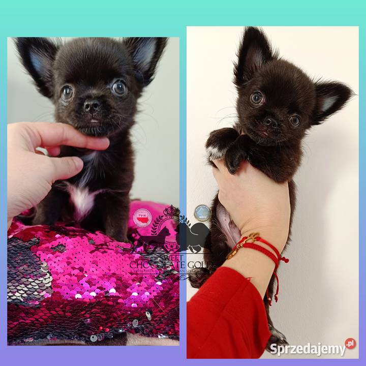 Chihuahua piesek długowłosy czarny rodowód Chihuahua Bełchatów