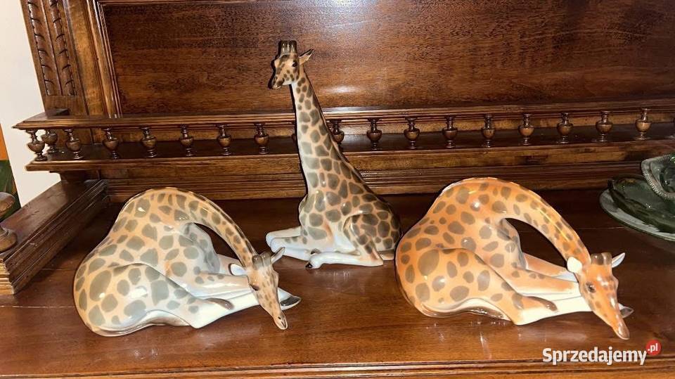 Żyrafa wysoka Łomonosow Gdańsk