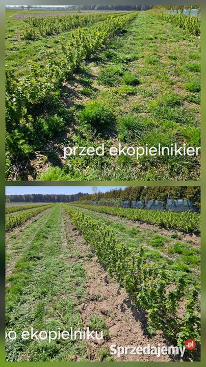 Pielnik Ekopielnik sadowniczy do porzeczki