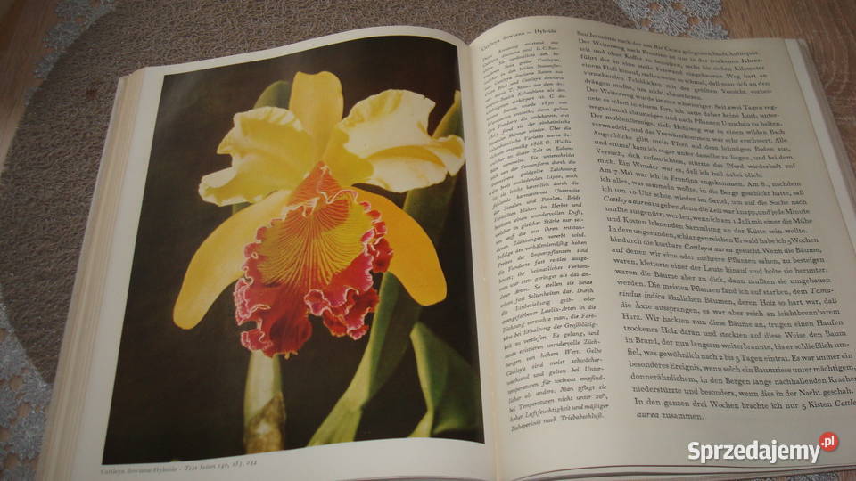 Orchideen Walter Richter przyroda, krajobrazy sprzedam
