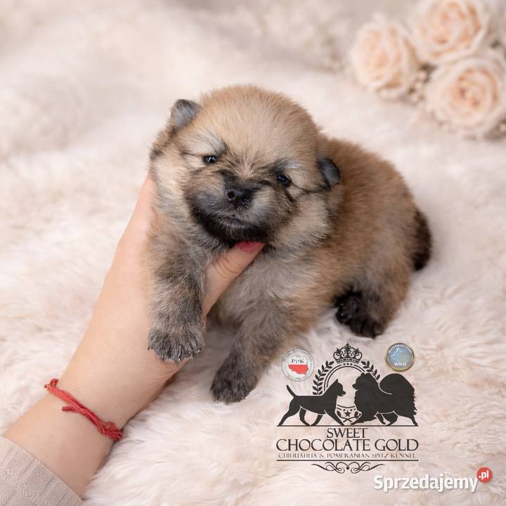 Sunia Szpic miniaturowy pomeranian Orange Sable Szpic miniaturowy Warszawa